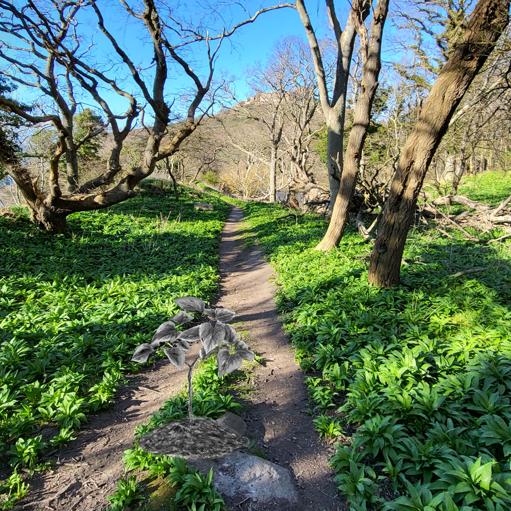 Inselglück und Kräuterküsse: Naturglück auf Bornholm