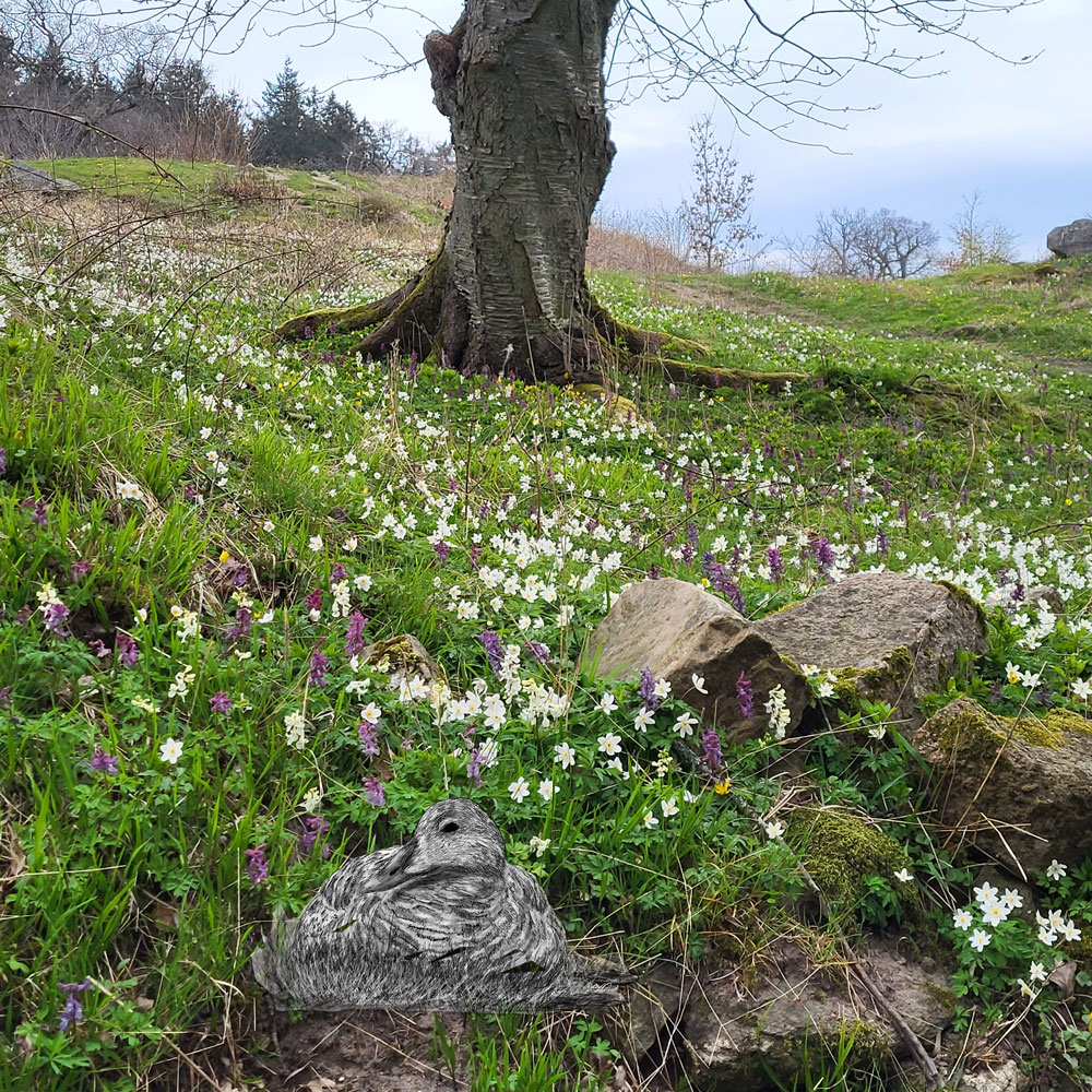 Inselglück und Kräuterküsse: Frühlingserwachen auf Bornholm